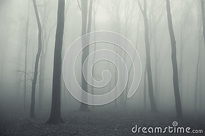 Thick fog in a spooky dark forest in winter Stock Photo