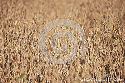 Thick golden soybean field ready for harvest Stock Photo
