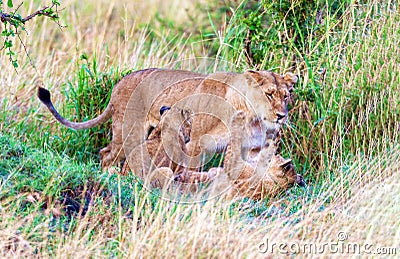 A lioness plays with her kittens. Stock Photo