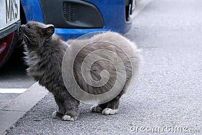 Thick gray fluffy street cat stands by a burgundy car on gray asphalt and sniffs it Stock Photo