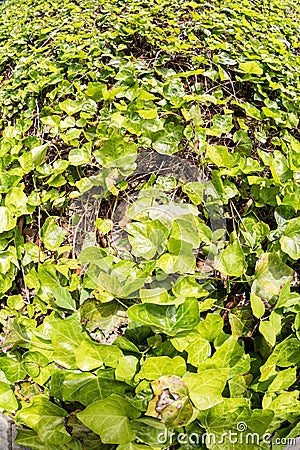 Thick green kudzu covers a slope in Atlanta Stock Photo