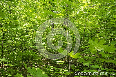 Thick green thicket Stock Photo