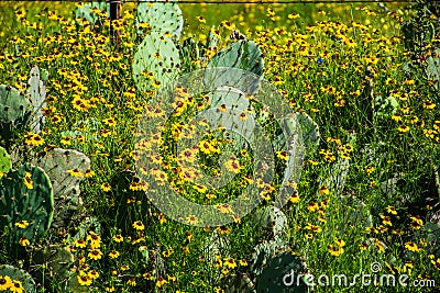 Thick Healthy Texas Cactus yellow Wild Flowers Hill Country Stock Photo
