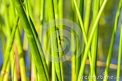 Background of seagrass closeups macro Stock Photo