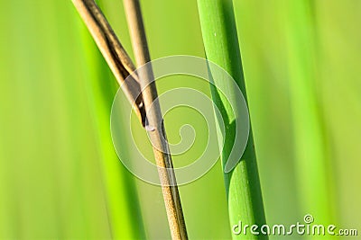 Background of seagrass closeups macro Stock Photo