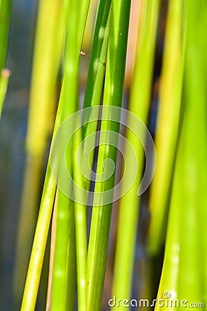 Background of seagrass closeups macro Stock Photo