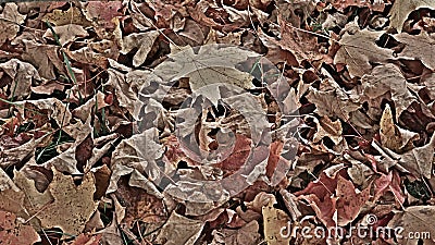 Brown Fallen Leaves on Grass, Sign of Autumn Stock Photo