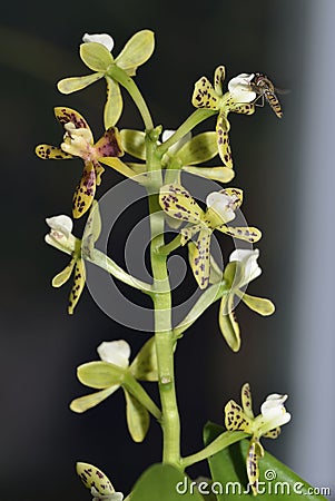 Thick Lipped Anacheilium Orchid Stock Photo