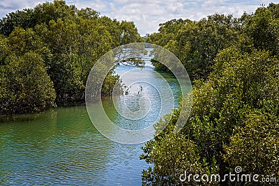 Coastal Mangrove Habitat On The River Bank Stock Photo