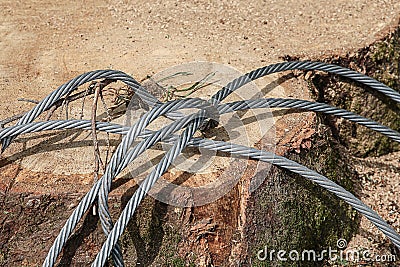 Thick metal cable hard reliable fixation trunk logging saw cut smooth thick pine Stock Photo