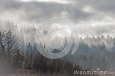 Thick mists engulfing a dense forest of pine trees Stock Photo