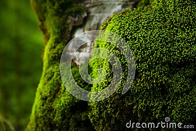 Thick moss Stock Photo