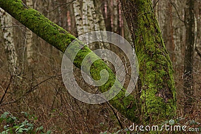 Thick moss on a tree. Stock Photo