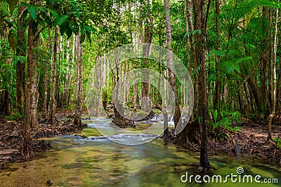 Thick shady jungle asia with a clean river Stock Photo