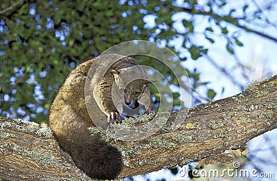 Thick-Tailed Bush Baby or Greater Galago, otolemur crassicaudatus, Adult standing on Branch Stock Photo
