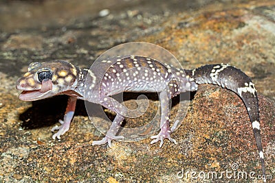 Thick-tailed Gecko Stock Photo