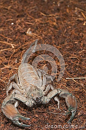 Thick Tailed Scorpion (Tityus sp.) Stock Photo