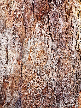 Thick Textured Bark Layers on Old Tree, Sydney, Australia Stock Photo
