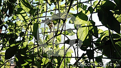 Thick tomato tops. Tomatoes planted on the balcony, in the open ground. The plant rests on a metal grid - netting. Hot sunny day Stock Photo