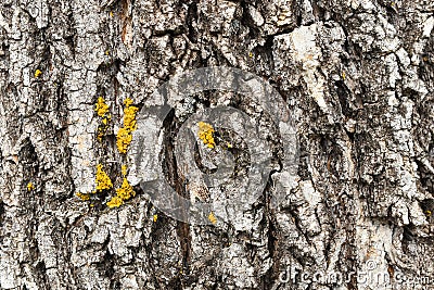 Thick Tree Bark and Yellow Fungus Abstract Stock Photo