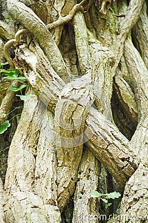 Thick vines growing around an old tree trunk Stock Photo