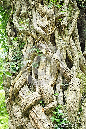 Thick vines intertwined growing around old tree trunk in forest Stock Photo