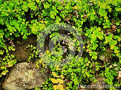 thick vines overgrown the rocks Stock Photo