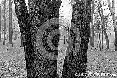 Thick wet tree trunk with moss, closeup background, monochrome image Stock Photo