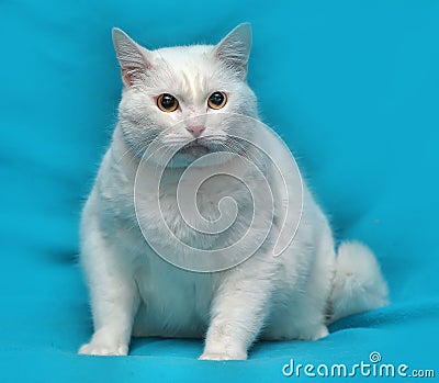 Thick white cat Stock Photo