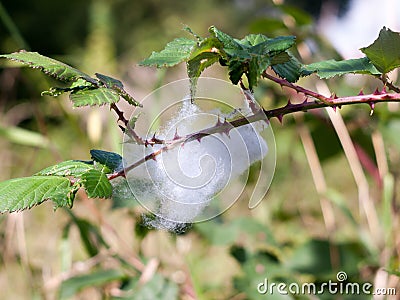 Thick white cobweb hanging on branch with dew drops Stock Photo