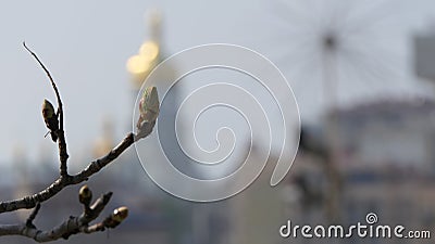 Thickened short branches with elongated small green leaves. Stock Photo