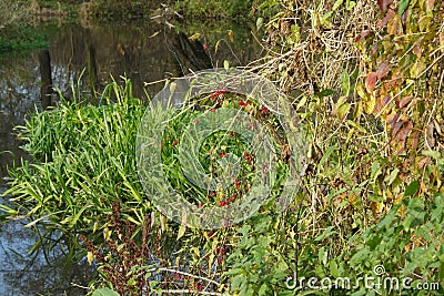 Thicket Stock Photo