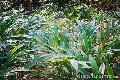 Thicket of cardamom plants at spice plantation in Kumily, Kerala, India Stock Photo
