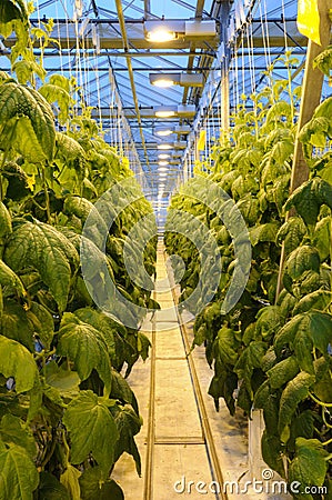 The thicket of cucumber in the greenhouse Stock Photo