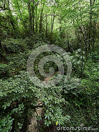 Thicket of dense green forest with parched stream Stock Photo