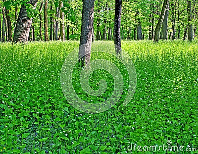 Thicket of the forest Stock Photo
