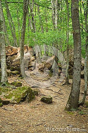 Thicket of the forest Stock Photo
