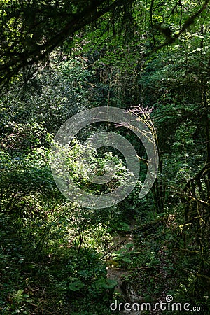 Thicket of dense green forest with parched stream Stock Photo