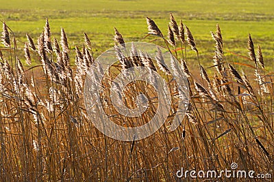 Thicket of reeds Stock Photo