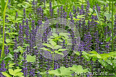 Thickets of blue flowers from the family Lamiaceae or Labiatae in the Gatchina forest, Russia. Summer, June. Harvesting Stock Photo