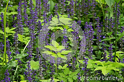 Thickets of blue flowers from the family Lamiaceae or Labiatae in the Gatchina forest, Russia. Summer, June. Harvesting Stock Photo