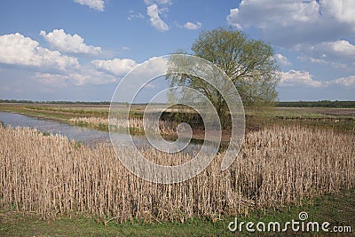 Thickets of dry reeds on the shores of a small lake in sunny weather. A large branchy tree on the shore Stock Photo