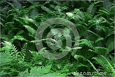 Thickets of fern in the forest. leaves grow beautiful patterns, green background Stock Photo