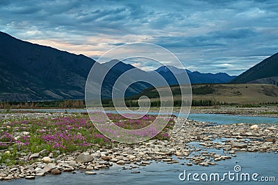 Thickets of willow-herb on the shore of a mountain river. Stock Photo