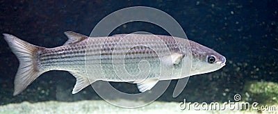 Thicklip grey mullet 1 Stock Photo