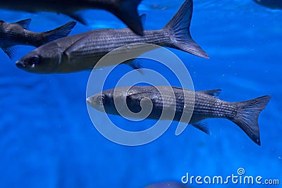 Thicklip grey mullet Chelon labrosus Stock Photo