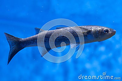 Thicklip grey mullet Chelon labrosus Stock Photo