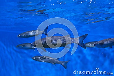 Thicklip grey mullet Chelon labrosus Stock Photo