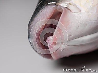 Thicklip Grey Mullet fish - closeup on mouth and teeth Stock Photo