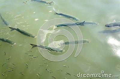 Thicklip grey mullet fishes Stock Photo